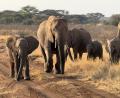 Bild: Eva Krafczyk/dpa
Gezielte Schutzmaßnahmen können einzelnen Elefantenbeständen im südlichen Afrika eine Erholung ermöglichen (Archivbild).