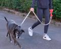 Bild: Robert Dotzauer
Mit einer neuen Verordnung will der Marktgemeinderat die Anleinpflicht für Hunde im öffentlichen Raum und auf allen öffentlichen Wegen und Plätzen innerhalb geschlossener Ortschaften regeln.