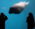 Bild: Marcus Brandt/dpa
Walross schwimmt im Tierpark Hagenbeck an Besuchern vorbei