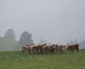Bild: Karl-Josef Hildenbrand/dpa
Grau in Grau statt Sonne: Der Herbst meldet sich in Bayern eindringlich. (Archivbild)
