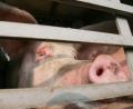 Bild: Peter Steffen/dpa
Insgesamt 139 Schweine befanden sich im Lkw.