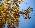 Bild: Katharina Kausche/dpa
Der Herbst zeigt sich in den nächsten Tagen mit milderen Temperaturen. (Symbolbild)