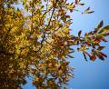 Bild: Katharina Kausche/dpa
Der Deutsche Wetterdienst sagt für Montag und Mittwoch freundlicheres Herbstwetter vorher.