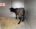Bild: Polizei Berlin/dpa
Vier Schafe überlebten den Transport und wurden in ein Tierheim gebracht. (Symbolbild)