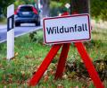 Symbolbild: Jens Büttner
Drei Wölfe sind in der vergangenen Woche rund um den Manteler Forst von Autos erfasst worden.