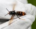 Bild: Axel Heimken/dpa
Die Asiatische Hornisse schadet den heimischen Honigbienen. (Archivbild)