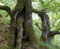 Bild: Uwe Zucchi/dpa
Der Nationalpark Kellerwald-Edersee wird als Positivbeispiel genannt.