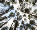 Bild: Katharina Kausche/dpa
Schutz der Wälder gegen Waldbrände