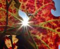 Bild: Karl-Josef Hildenbrand/dpa
Großteils freundliche Herbsttage stehen in Bayern bevor.