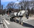 Bild: Bianca Otero/ZUMA Press Wire/dpa
Die Kutschen rollen seit rund 150 Jahren durch den Central Park. (Archivbild)