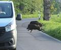 Bild: Patrick Pleul/dpa-Zentralbild/dpa
Nicht nur für die Tiere, auch für Autofahrer können Zusammenstöße gefährlich werden. (Symbolbild)
