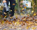 Bild: Marcus Brandt/dpa
Laub ist ein natürlicher Dünger für den Boden und sorgt für Artenvielfalt im Garten. (Symbolbild)