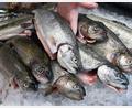 Bild: Holger Hollemann/dpa/dpa-tmn
Die EU-Kommission will den Fischfang reformieren (Archivbild)