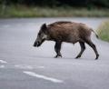 Bild: Paul Zinken/dpa
Eine Wildschweinrotte läuft am Abend über die Straße. Ein Autofahrer fährt in die Gruppe. Das hat schwerwiegende Folgen. (Symbolbild)