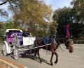 Bild: Christina Horsten/dpa
In New York können Touristen bald nicht mehr mit Pferdekutschen durch den Central Park fahren.