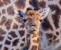 Bild: Jens Büttner/dpa
Das kleine Giraffenmädchen ist erst ein paar Tage alt.