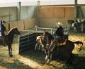Archivbild: Liesi Gevatter
Beim rasanten WHF-Team-Penning mussten aus einer Herde von zwölf Rindern ausgewählte Tiere herausgetrennt und in einen Pferch getrieben werden.