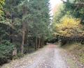 Bild: Gertraud Portner
Der Angriff auf die junge Frau passierte in Nähe von Kilometer 35,2 auf dem Bayerisch-Böhmischen Freundschaftsweg im Waldstück zwischen Lind und Herzoghof/Schneeberg.
