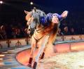Bild: Helmut Kunz
Bei Circus Krone gibt es spektakuläre Reitkunst zu sehen. Aktuell gastiert das Zirkus-Ensemble in Weiden.