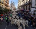 Bild: David Canales/SOPA Images via ZUMA Press Wire/dpa
Platz da, jetzt kommen wir -  Hunderte von Schafen und Ziegen bahnen sich beim Transhumance-Festivals ihren Weg durch die Madrider Innenstadt.