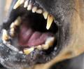 Symbolbild: Soeren Stache/dpa
In Marktleuthen wurde eine Frau von einem Hund gebissen, als sie versuchte, ihren eigenen Hund zu schützen.