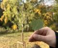 Bild: roa
Die Zitterpappel ist Baum des Jahres. In Amberg wurde deshalb die Pappelallee am Dammweg um eine junge Zitterpappel bereichert.