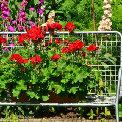 Roswitha und Willi Wild