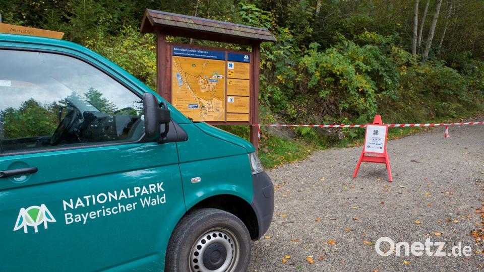 Ein Weg ist am 06.10.2017 bei Ludwigsthal (Bayern) im Nationalpark Bayerischer Wald abgesperrt. Mehrere Wölfe sind dort aus einem Gehege ausgebrochen, sechs der neun dort lebenden Wölfe werden vermisst. Wie die Tiere in der Nacht zum aus dem von hohen Zäunen gesicherten Gelände entkommen konnten, ist bisher unklar. Eine Fremdeinwirkung könne nicht ausgeschlossen werden, hieß es. Das Gelände wurde für Besucher geschlossen und ein Krisenstab eingerichtet. Foto: Frank Bietau/dpa +++(c) dpa - Bildfunk+++ / Urhe dpa