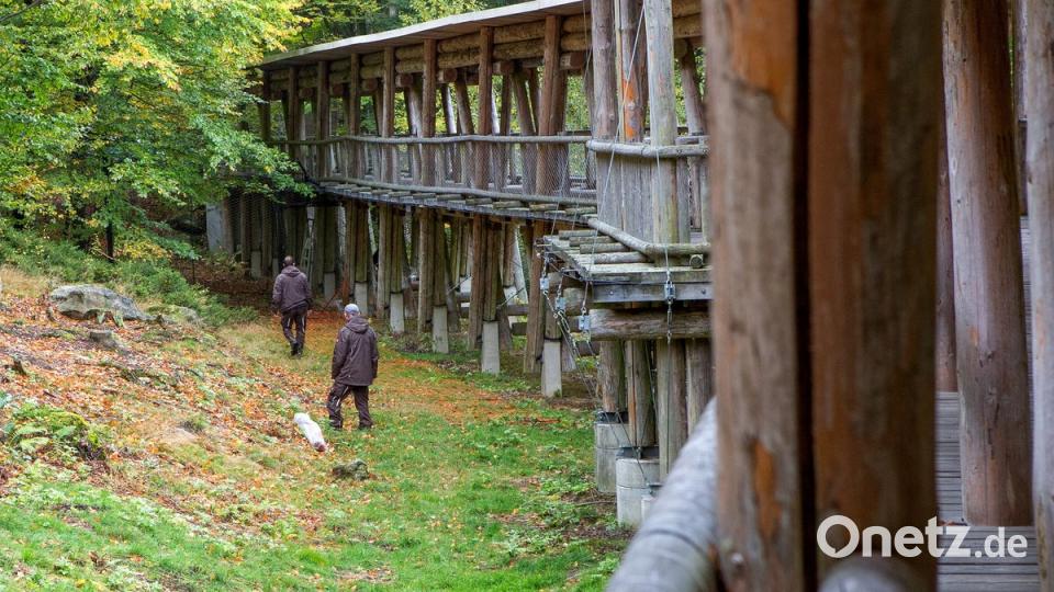 Mitarbeiter kontrollieren am 06.10.2017 bei Ludwigsthal (Bayern) im Nationalpark Bayerischer Wald die Umzäunung eines Geheges. Mehrere Wölfe sind dort aus einem Gehege ausgebrochen, sechs der neun dort lebenden Wölfe werden vermisst. Wie die Tiere in der Nacht zum aus dem von hohen Zäunen gesicherten Gelände entkommen konnten, ist bisher unklar. Eine Fremdeinwirkung könne nicht ausgeschlossen werden, hieß es. Das Gelände wurde für Besucher geschlossen und ein Krisenstab eingerichtet. Foto: Frank Bietau/dpa  dpa