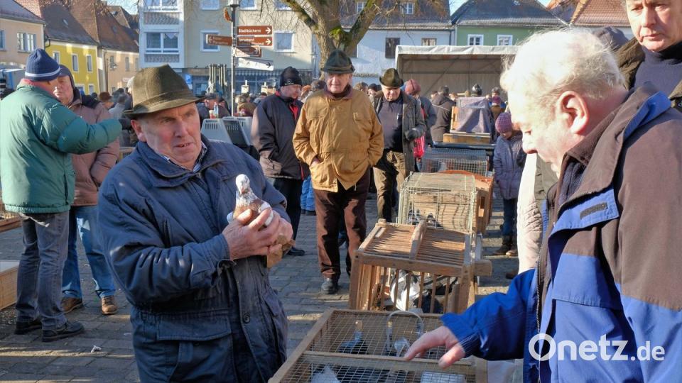 Erfahrene Züchter wissen, auf welche Qualitätsmerkmale es bei Tauben ankommt. Gerne wird darüber gefachsimpelt.