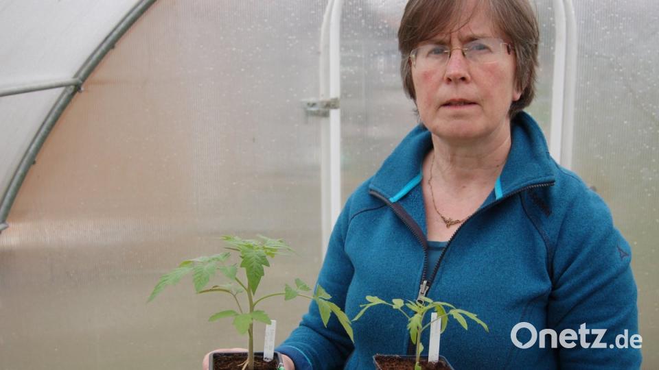 Christl Obermeier ist „tomatenverrückt“, wie sie selbst sagt. Sie pflegt mehr als 200 Tomatensorten. Heuer hat sie sich auf 50 Sorten beschränkt, die sie in Gebenbach in ihren Gewächshäusern heranzieht und für die Küche ihres Wirtshauses „Zur Blauen Traube“ nutzt.