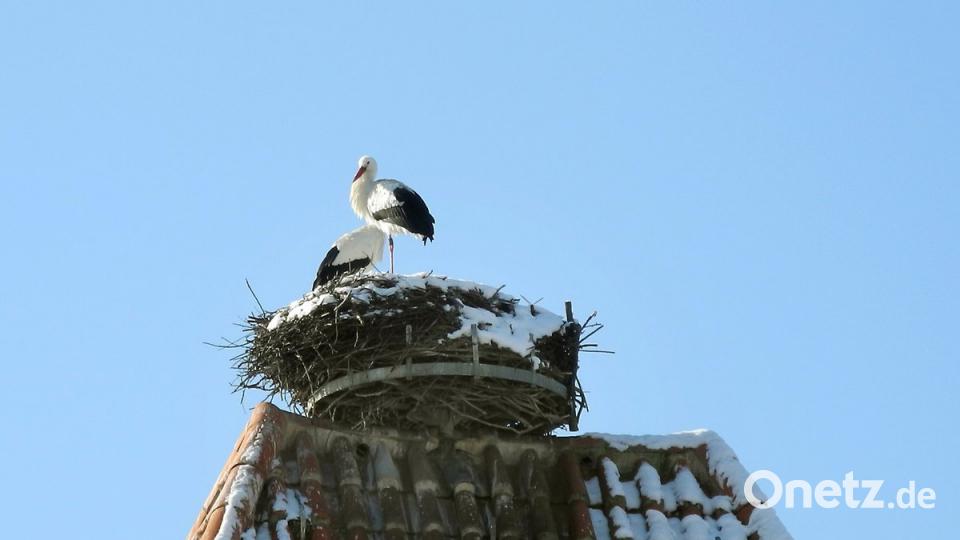 Störche im verschneiten Nest - für die Hahnbacher mittlerweile kein ungewöhnliches Winterbild  .