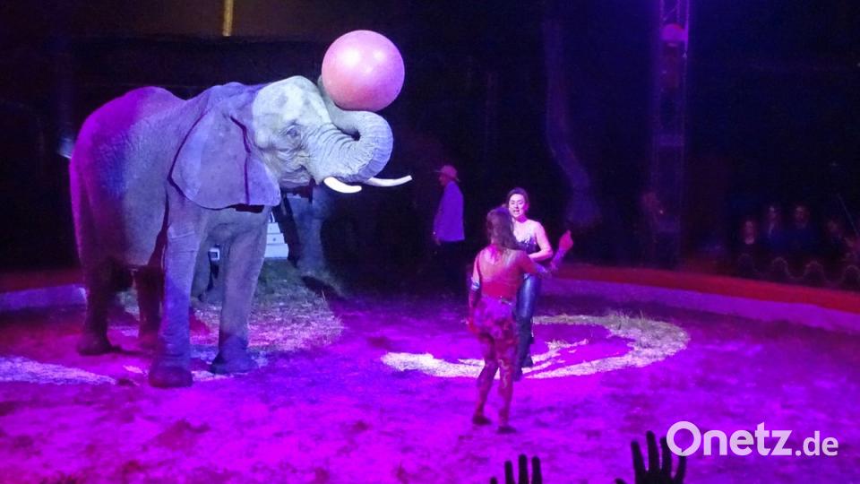 Alle wollten den Ball vom Elefanten fangen. Bild: Dobmeier