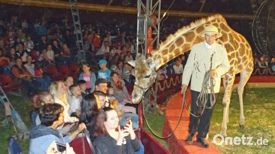 Wer bist denn du? Giraffe Shakira geht mit Zirkusdirektor Alois Spindler auf Tuchfühlung zum Publikum.