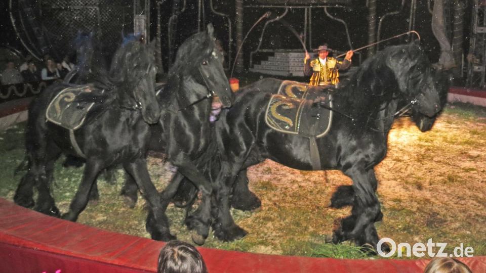 Rassige Vollblüter in der Manege. Bild: Dobmeier