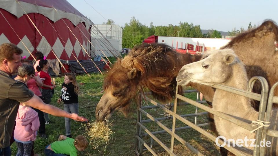 Tuchfühlung bei Tierschau mit den Kamelen. Bild: Dobmeier