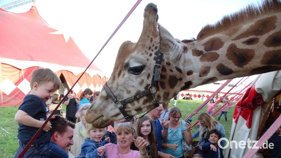 Begegnung auf hohem Niveau in der Tierschau des Circus Voyage. Bild: Dobmeier