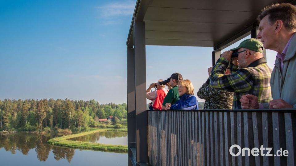 Die Teilnehmer genießen den Rundblick von der "Himmelsleiter" über die Waldnaabaue und bekommen zudem seltene Vogelarten zu sehen. Bild: roh