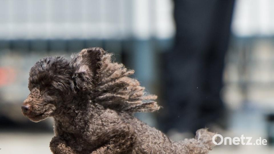 "Kiss" nahm alle Hürden wie im Flug. Am Ende reichte es für den Vizeweltmeister-Titel. Bild: Yulia Titovets