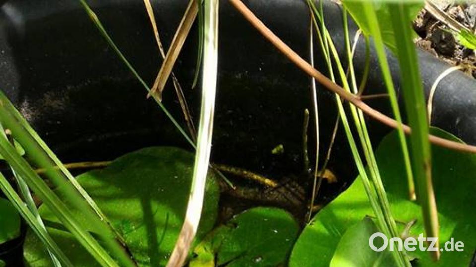 Die Oberpfalz im Sommer Pea Hase