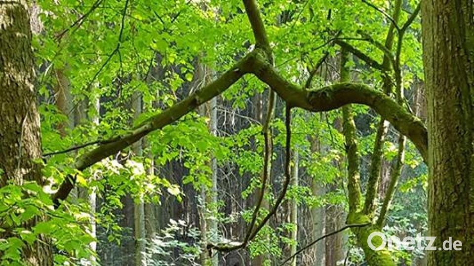 Die Oberpfalz im Sommer Kerstin Fischer