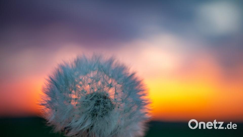 Die Oberpfalz im Sommer Petra Patocka