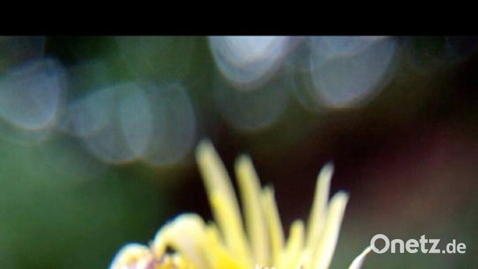 Die Oberpfalz im Sommer Pea Hase