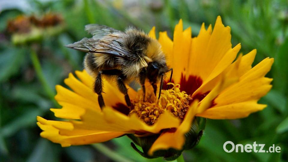 Die Oberpfalz im Sommer Pea Hase