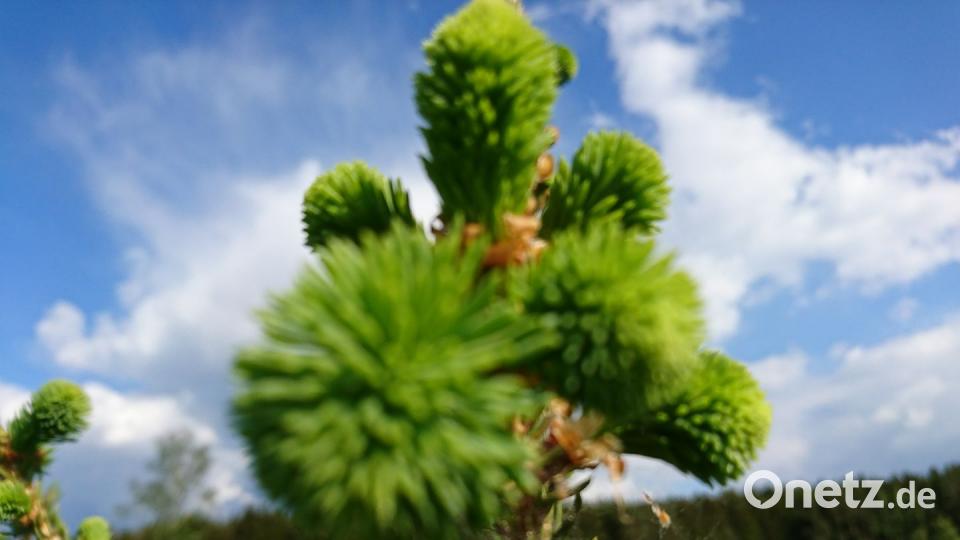Die Oberpfalz im Sommer Monika Speckner