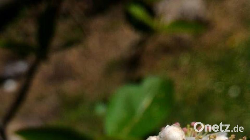 Die Oberpfalz im Sommer Pea Hase