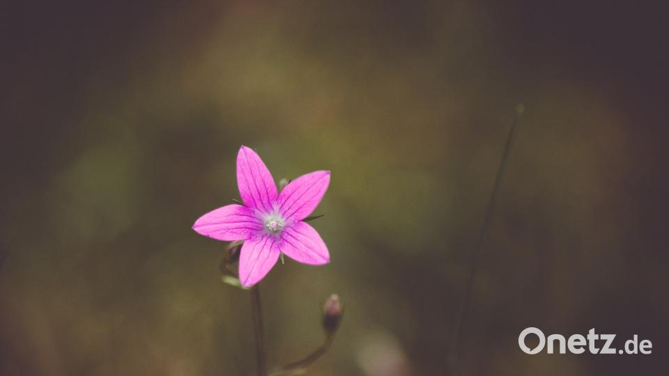 Die Oberpfalz im Sommer Petra Patocka