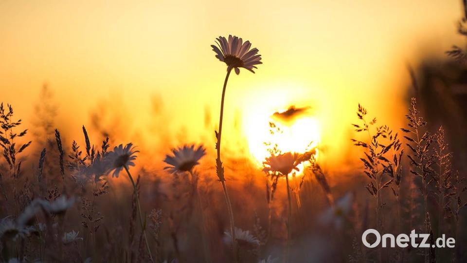 Die Oberpfalz im Sommer Lena Held