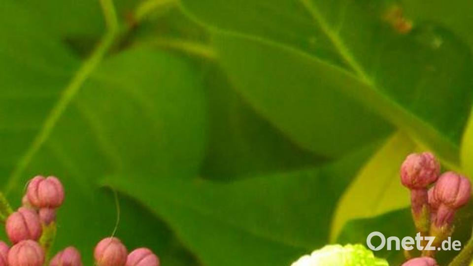 Die Oberpfalz im Sommer Pea Hase