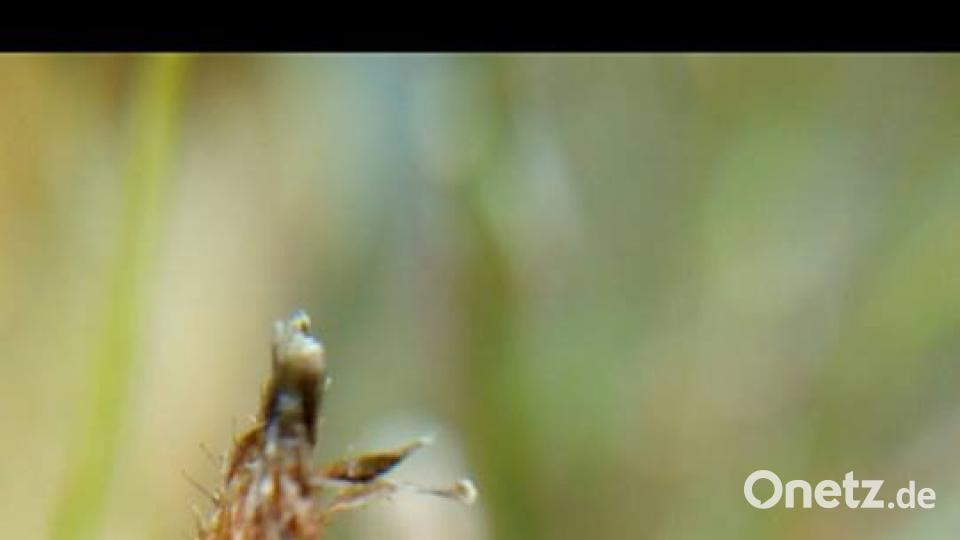 Die Oberpfalz im Sommer Pea Hase